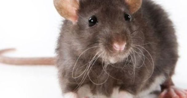 sifat karakteristik tikus